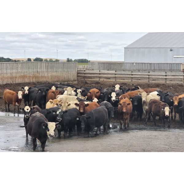 South Island Farms - 865# August Delivery Heifers - 120 Head (Bow Island, AB)