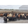 Image 1 : South Island Farms - 865# August Delivery Heifers - 120 Head (Bow Island, AB)