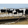 Image 5 : Chris, Debbie & Dwayne Wimmer - 765# March Delivery Steers - 78 Head (Lundar, MB)