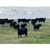 Image 2 : T - T Ranch - 990# September Delivery Grass Steers - 63 Head (Maple Creek, SK)
