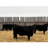 Image 3 : Francis Dyck - 630# February Delivery Heifers - 73 Head (Swift Current, SK)