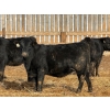 Image 4 : Ugly Head Feeders - 760# March Delivery Heifers - 68 Head (Killam, AB)