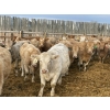 Image 2 : R7 Farms (West 40 Farms) - 900# February Delivery Heifers - 345 Head (Crossfield, AB)