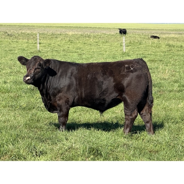 Leedale Farming - 700# September Delivery Steer Calves - 80 Head (Eckville, AB)
