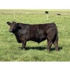 Image 1 : Leedale Farming - 700# September Delivery Steer Calves - 80 Head (Eckville, AB)