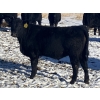Image 6 : Rock Creek Cattle Co. Ltd. - 560# December Delivery Weaned Steers - 72 Head (Nanton, AB) VBP+
