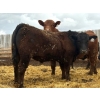 Image 5 : Van Hall Cattle Company Ltd. - 990# April Delivery Steers - 216 Head (Scandia, AB)