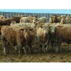 Image 4 : Bauer Ranching - 910# February Delivery Steers - 193 Head (Hilda, AB)