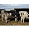 Image 6 : CS Livestock - 950# Holstein Steers - 18 Head (Rimbey, AB)