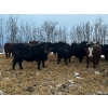 Image 2 : Chris Bartel - 900# March Delivery Heifers - 70 Head (Fort Vermilion, AB)