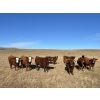 Image 3 : DJC Ranch - 1050# October Delivery Grass Steers - 58 Head (Rabbit Lake, SK)