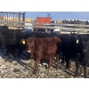 Image 4 : Rock Creek Cattle Co. Ltd. - 530# December Delivery Weaned Heifers - 38 Head (Nanton, AB) VBP+