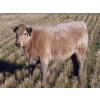 Image 9 : Beck Farms - 585# November Heifer Calves - 70 Head (Lang, SK)