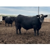 Image 3 : Hillsvale Farming Co. - 40 Angus/Angus X Fed Steers (Cut Knife, SK)