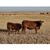 Image 4 : Osadczuk Cattle Co. (Brad & Elaine Osadczuk) - 250 Red Cows *HERD REDUCTION*