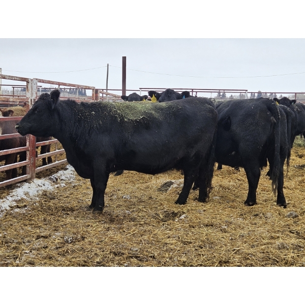 Albert & Carolyn Henrickson - 9 Black 2nd Calvers (Pen 523 - 525)