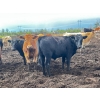 Image 3 : Klause Farms - 850# June Delivery Steers - 110 Head (Onoway, AB)