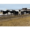 Image 4 : Chris, Debbie & Dwayne Wimmer - 765# March Delivery Steers - 78 Head (Lundar, MB)