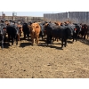 Image 7 : M.S. MacLean Livestock - 950# May Delivery Steers - 98 Head (Coaldale, AB)