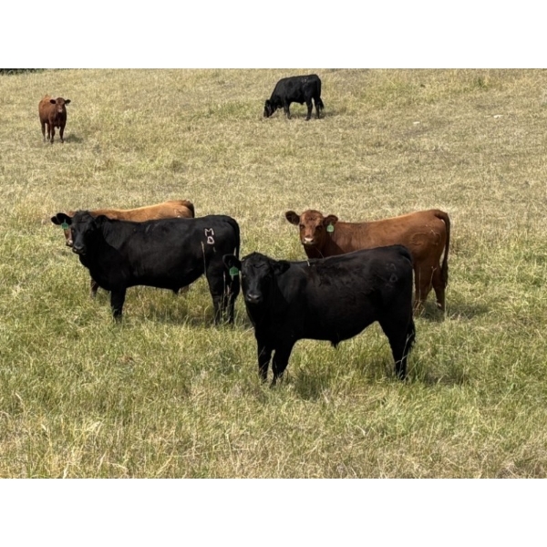 Rick Murphy - 980# October Delivery Grass Steers - 130 Head (Lloydminster, AB)