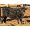 Image 4 : Justin Tateson - 950# February Delivery Steers - 65 Head (Scandia, AB)