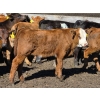 Image 6 : Allan & Janet Nameth - 600# November Delivery Steer Calves - 95 Head (Cupar, SK) VBP+