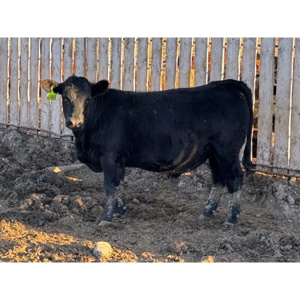 Lakeview Cattle Co.  - 850# October Delivery Steers - 72 Head (Rhein, SK)
