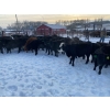 Image 6 : WA Ranches (University of Calgary) - 500# December Weaned Heifers - 70 Head (Cochrane, AB)