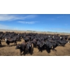 Image 7 : Ripple Rock Ranch - 765# June Delivery Heifers - 155 Head (Fincastle, AB)