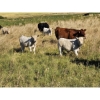 Image 12 : Farming Valley Ranch (Ben Tateson) - 590# November Delivery Steer Calves - 100 Head (Cereal, AB)