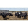 Image 2 : Cattlewood Farms Ltd. - 740# June Delivery Heifers - 145 Head (Fincastle, AB)