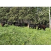 Image 5 : RL7 Ranches - 840# June Delivery Grass Steers - 33 Head (Turner Valley, AB)