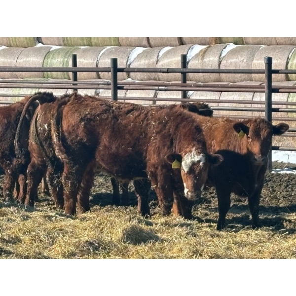 Elkwater Farming Co. - 975# March Delivery Steers - 130 Head (Irvine, AB)