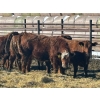 Image 1 : Elkwater Farming Co. - 975# March Delivery Steers - 130 Head (Irvine, AB)