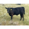 Image 4 : Brad, Kelly & Oliver Deschamps - 590# October Delivery Steer Calves - 100 Head (Patricia, AB)
