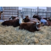 Image 5 : Lyzenga Farms - 2 RBF/RWF Heifers (Pen 735)