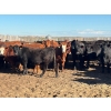 Image 3 : Hines Ranching Co. Ltd. - 1050# October Delivery Grass Heifers - 55 Head (Marwayne, AB)