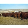 Image 5 : Riverview Ranch Ltd. - 620# April Delivery Heifers - 80 Head (Bow Island, AB)