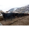 Image 2 : Clifton Ranch - 920# February Delivery Weaned Steers - 200 Head (Keremeos, BC) VBP+