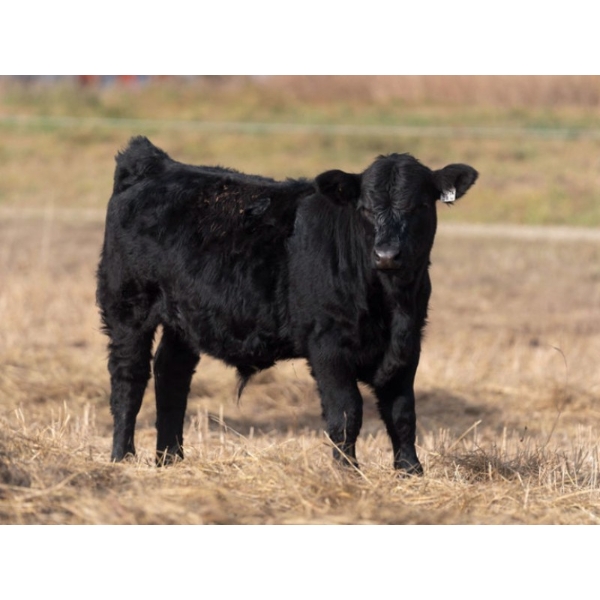 Brush Hills Ranch - 725# Weaned February Steers - 80 Head (Bentley, AB)