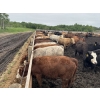 Image 5 : Box Anchor Farms - 740# June Delivery Heifers - 240 Head (Dewberry, AB)
