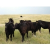 Image 5 : Wintering Hills Colony - 640# October Delivery Heifer Calves - 95 Head (Hussar, AB)