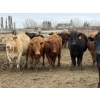 Image 4 : Lamb Cattle Co. - 950# Sept/Oct Delivery Grass Heifers - 390 Head (Drake, AB)
