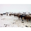 Image 19 : Merrick Campbell Herd Dispersal - 44 4 & 5 Year-Old Bred Cows (Calahoo, AB) VBP+
