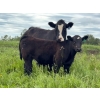 Image 8 : Bar 27 Stock Farm - 720# September Delivery Steer Calves - 85 Head (Spruce View, AB) VBP+