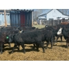 Image 10 : Clay Ridge Stock Farms Inc. - 625# May Delivery Heifers - 56 Head (Fairlight, SK)
