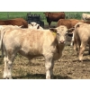 Image 7 : MacMillan Farming Co. - 575# July Delivery Steer Calves - 210 Head (Cayley, AB) VBP+