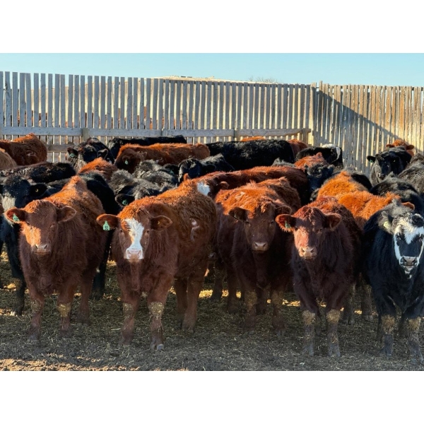Sand Creek Enterprises - 900# January Delivery Steers - 55 Head (Rosemary, AB)