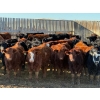 Image 1 : Sand Creek Enterprises - 900# January Delivery Steers - 55 Head (Rosemary, AB)