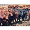 Image 7 : Greybanks Ranch - 870# April Delivery Steers - 110 Head (Three Hills, AB)